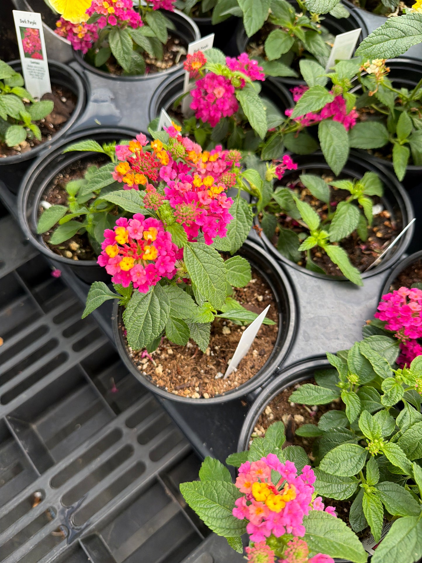 Lantana