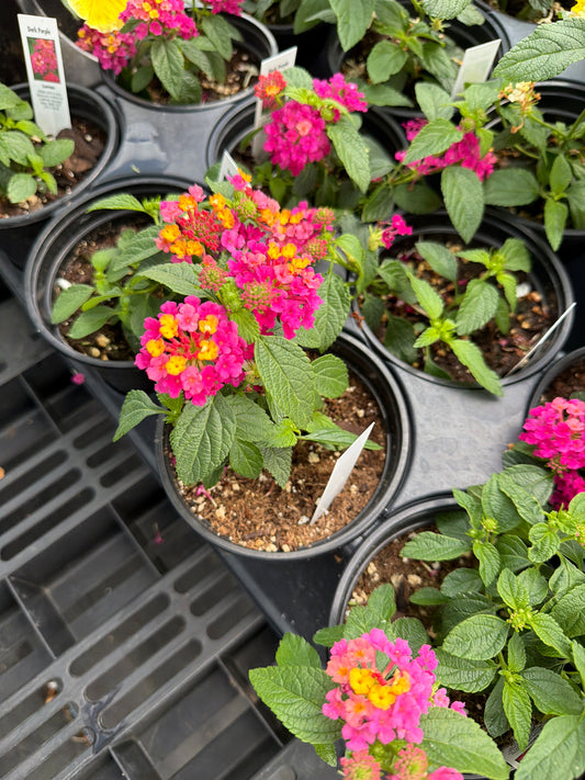 Lantana