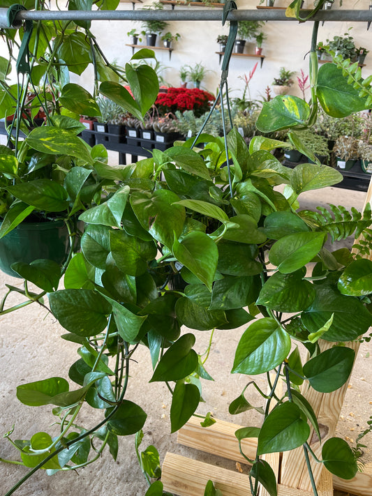 Pothos Ivy Hanging Basket
