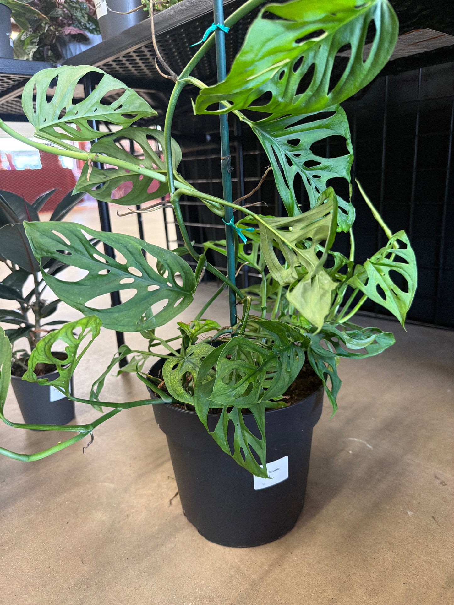Monstera- Esqueleto