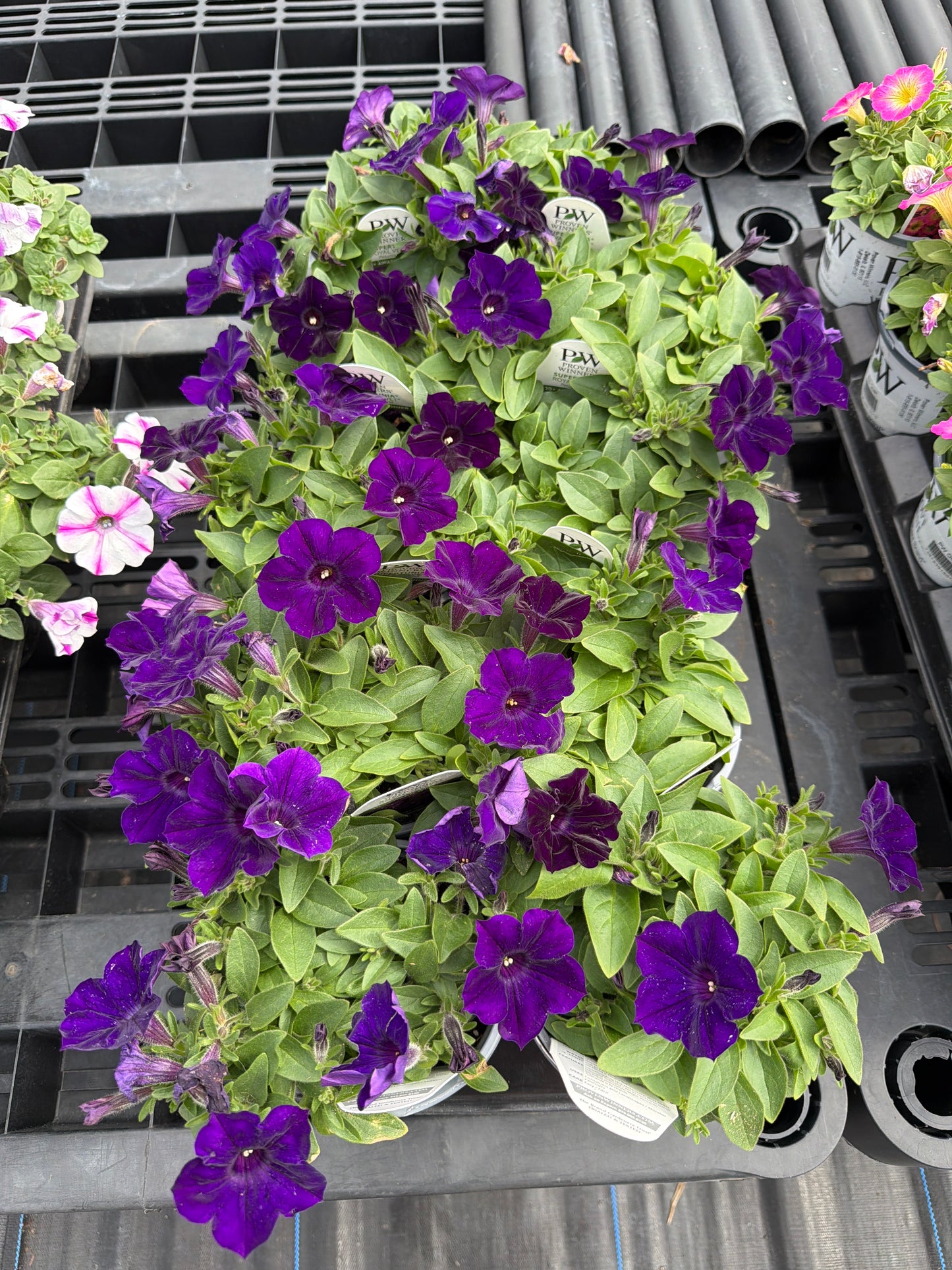 Supertunia- PW