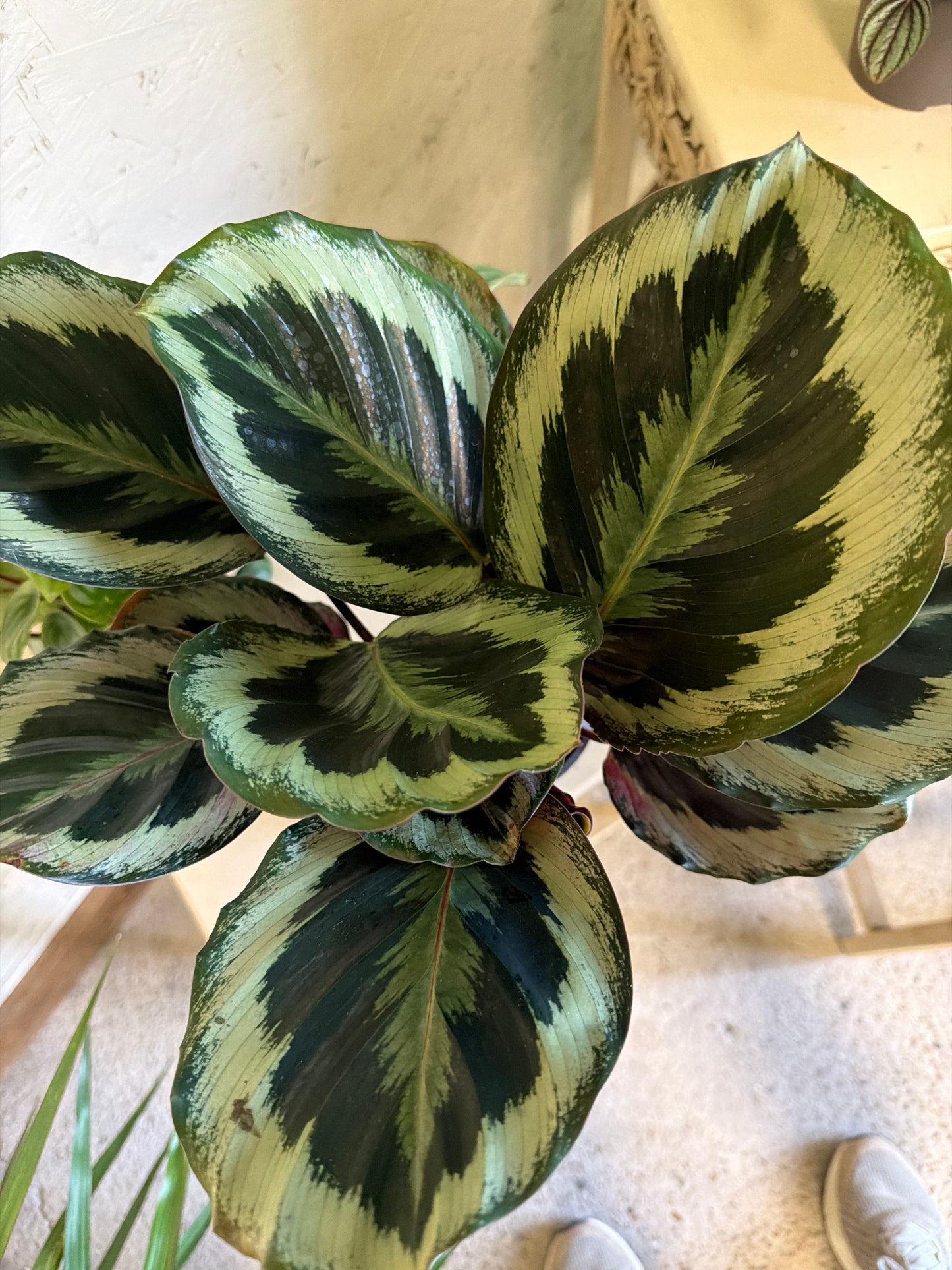Calathea- Rosie
