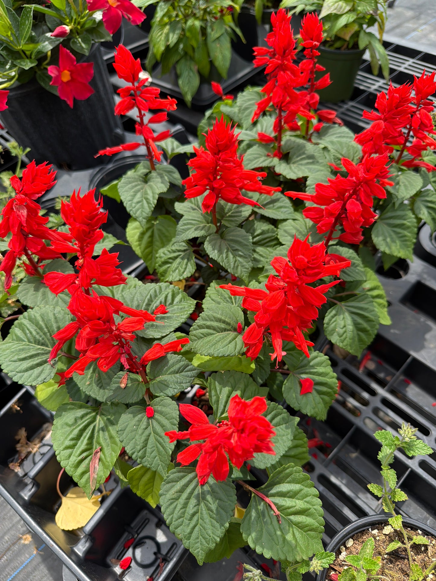 Salvia