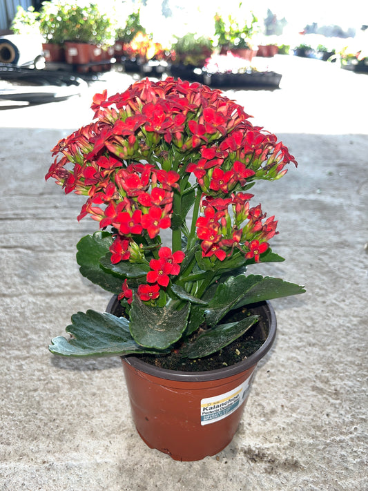 Kalanchoe Perfecta Double