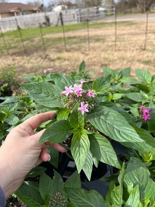 Pentas