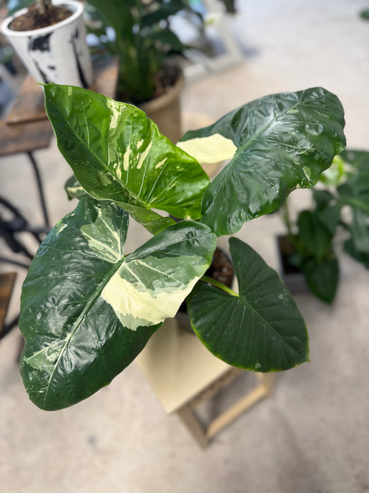 Alocasia- Appaloosa
