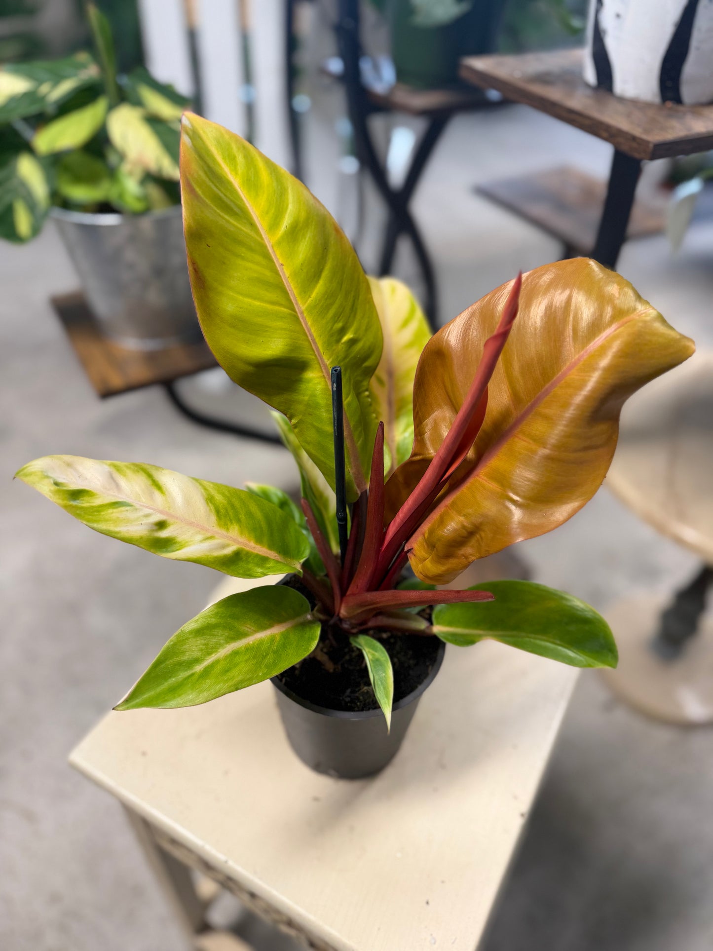 Philodendron - Prince of Orange