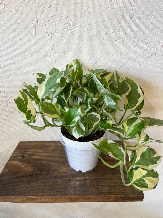 N’Joy Pothos Ivy
