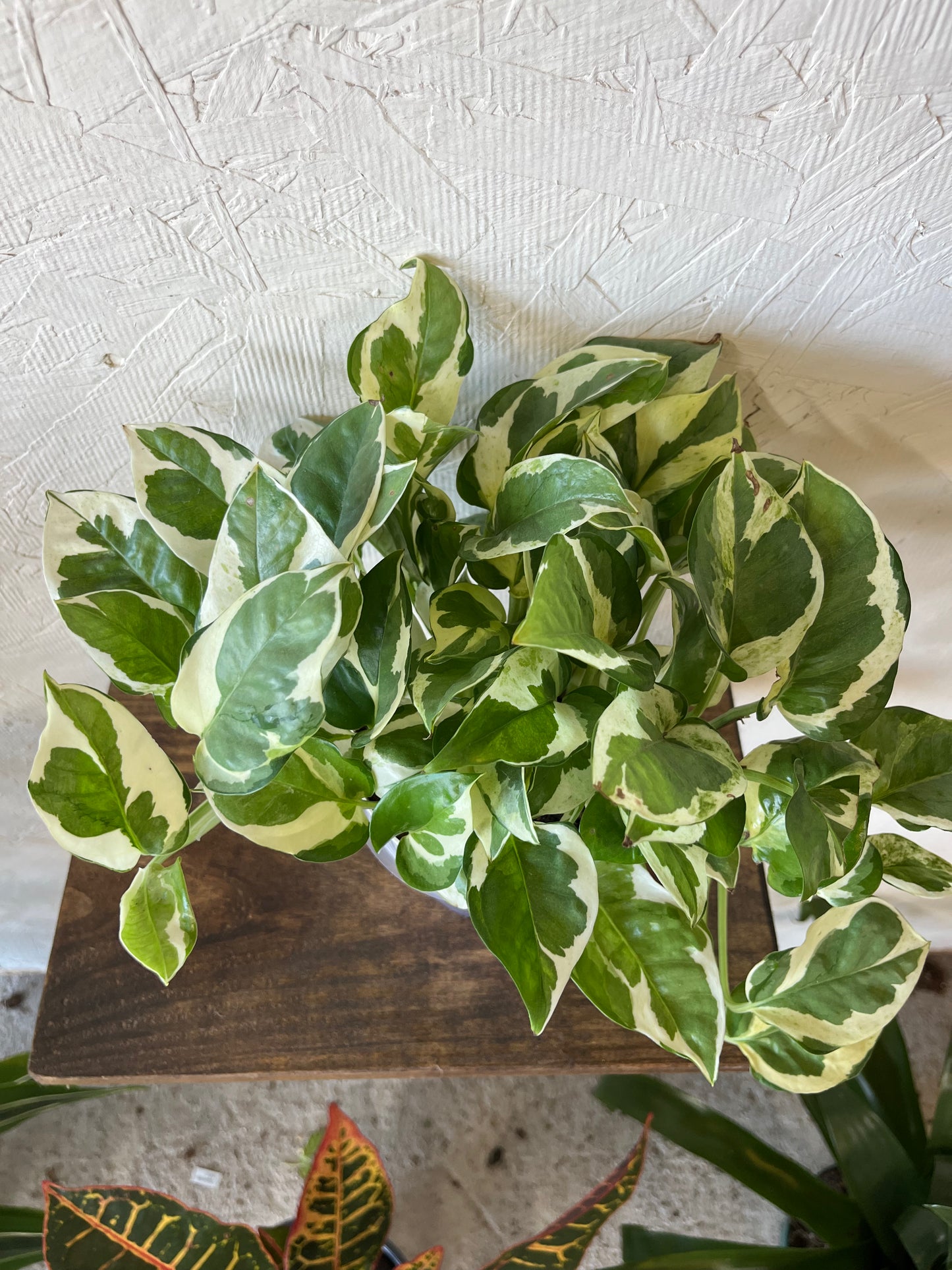 N’Joy Pothos Ivy