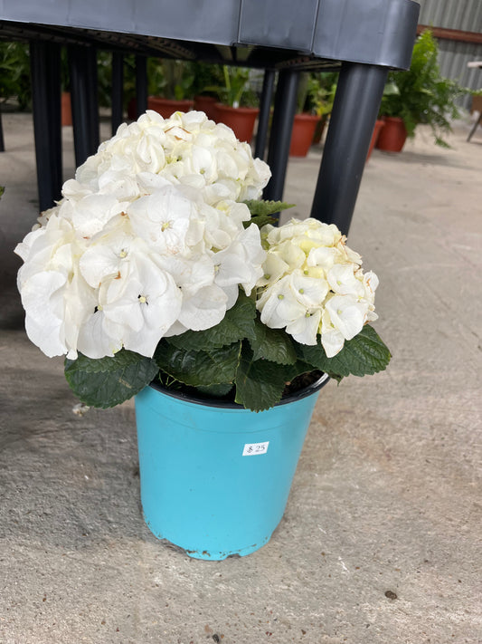 Hydrangea HI Ice White