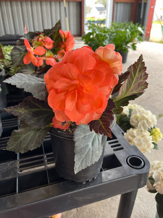 Begonia I’Conia
