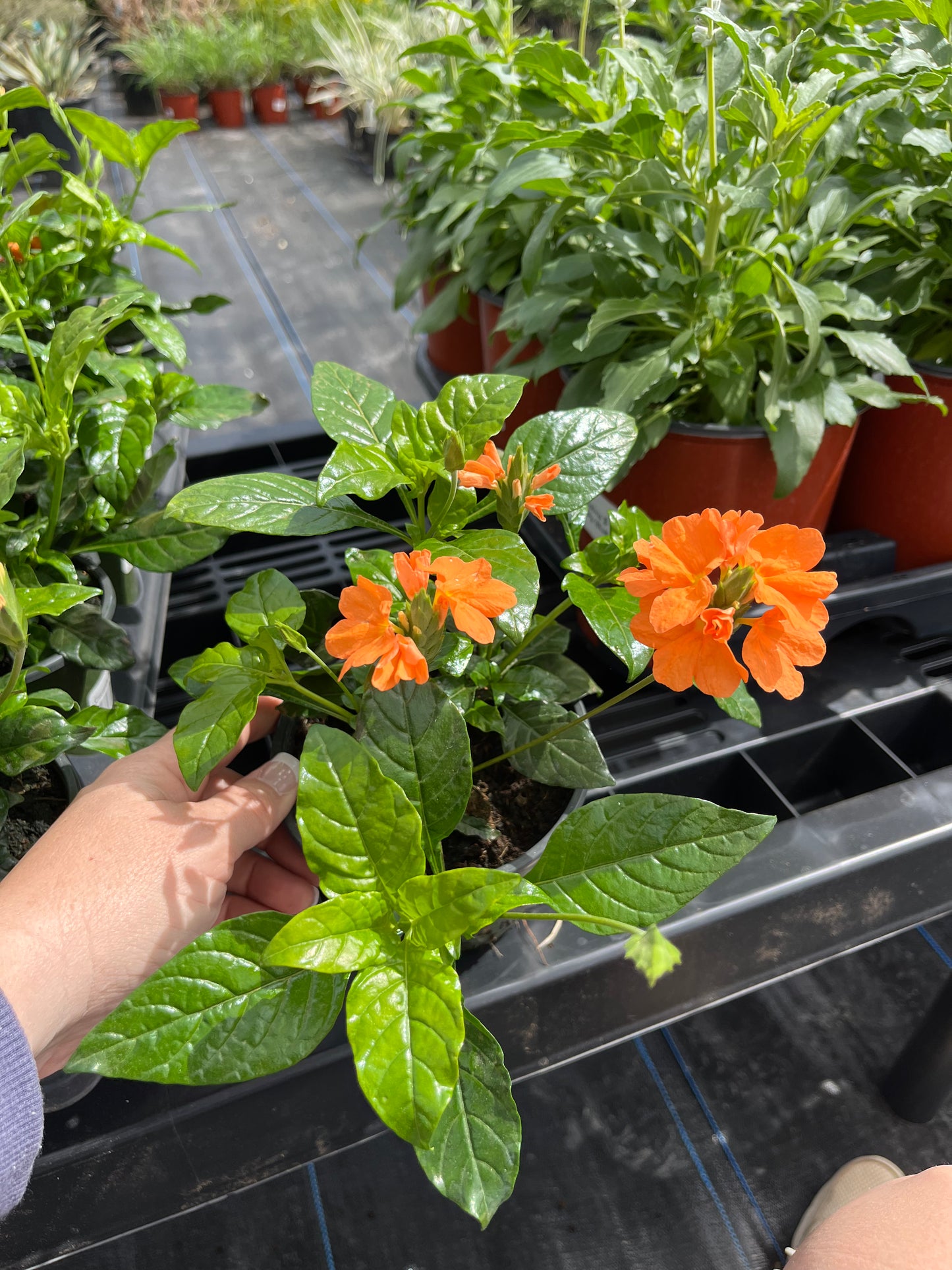Crossandra Orange Marmalade