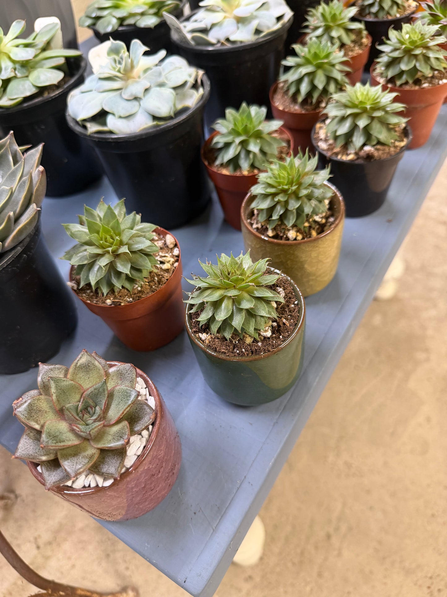 Succulent Pots