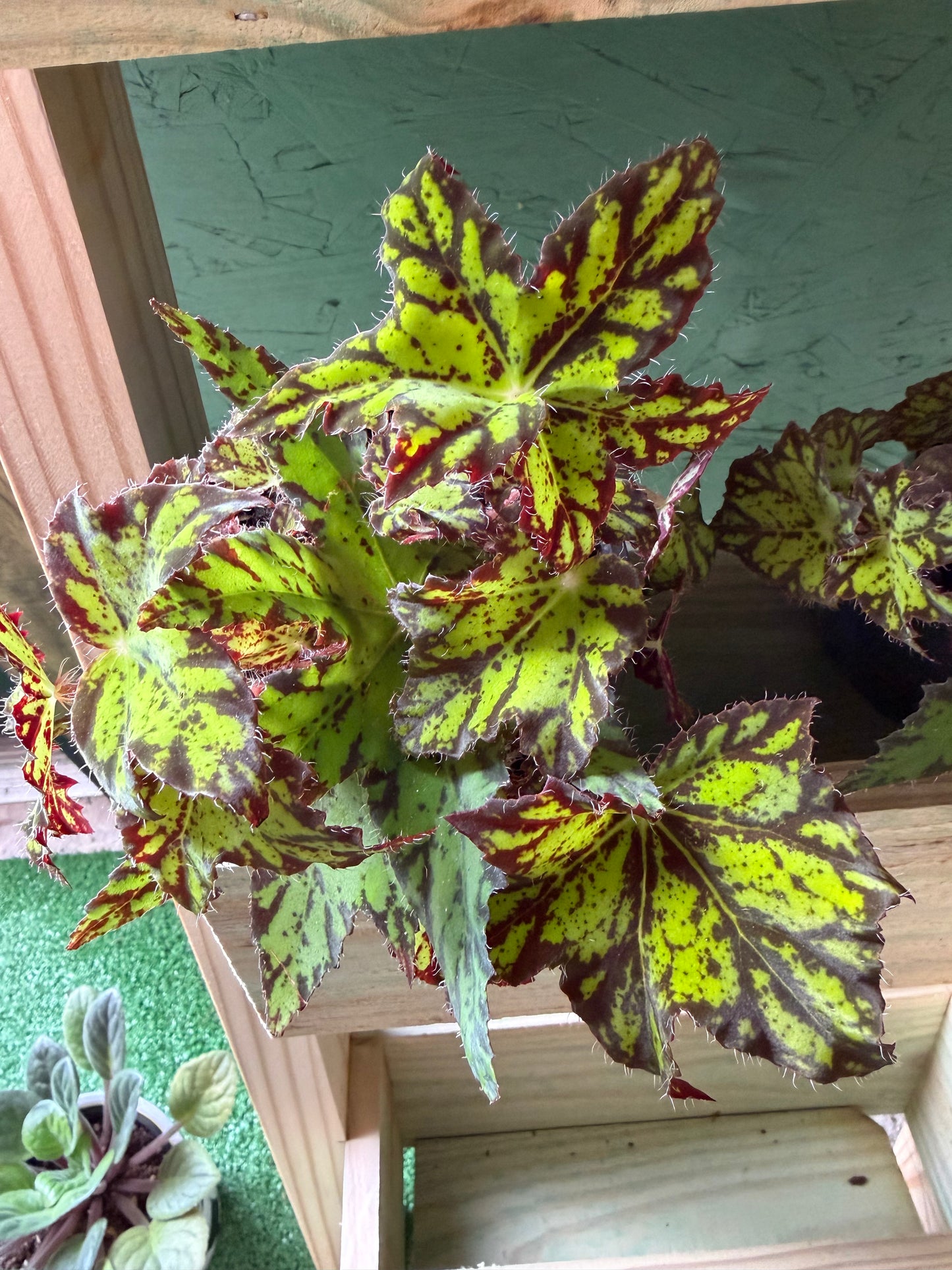 Begonia- Geometry
