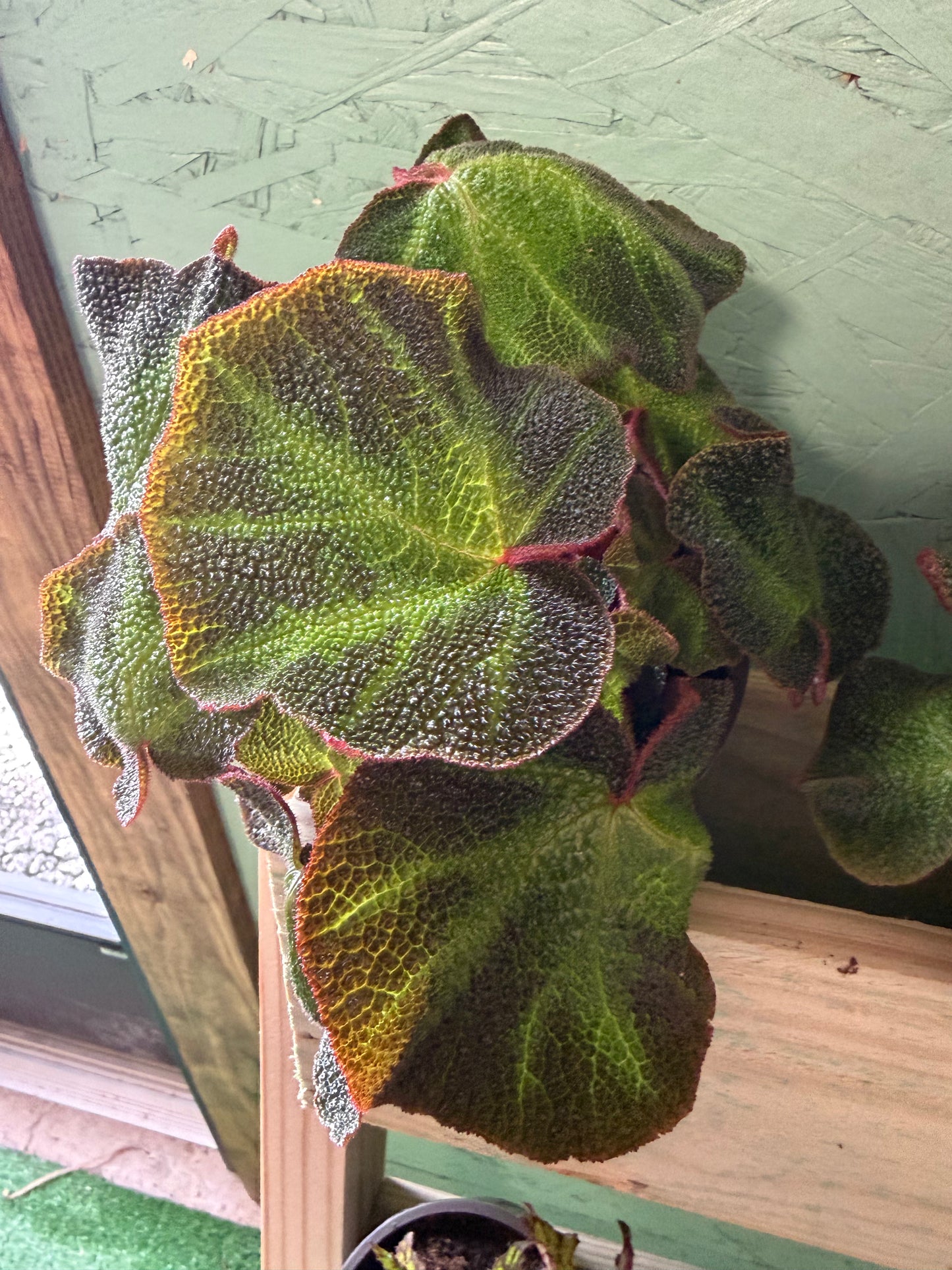 Begonia- Soil Mutata