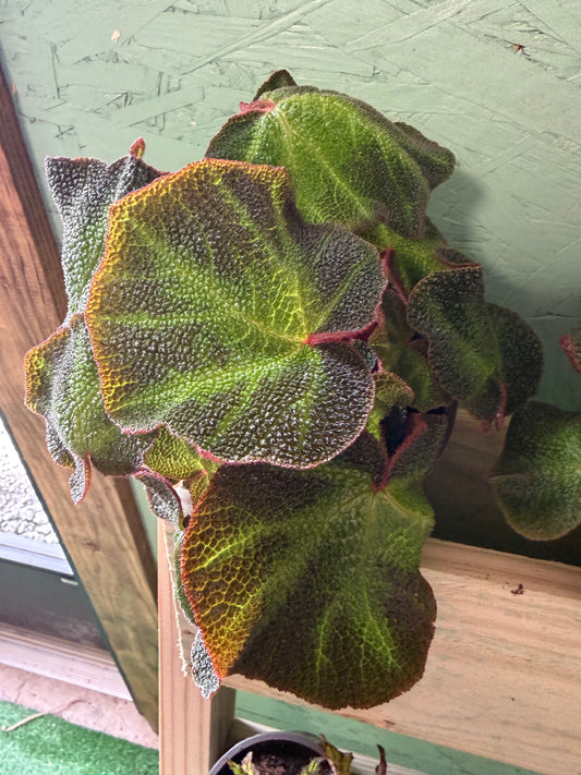 Begonia- Soil Mutata
