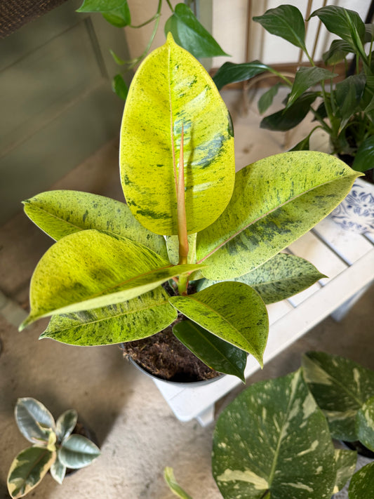 Rubber Tree- Shivereana