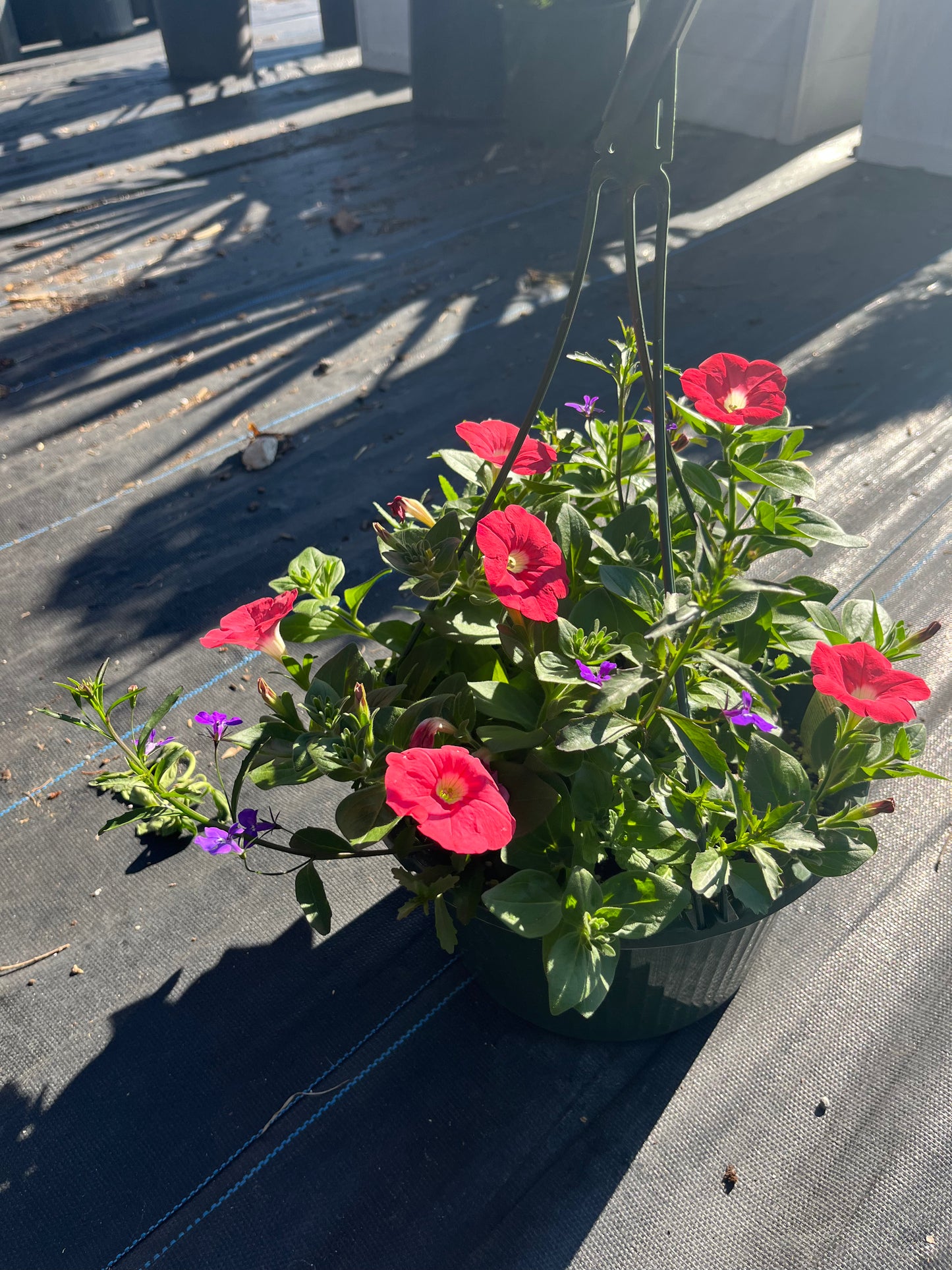 11” Hanging Basket