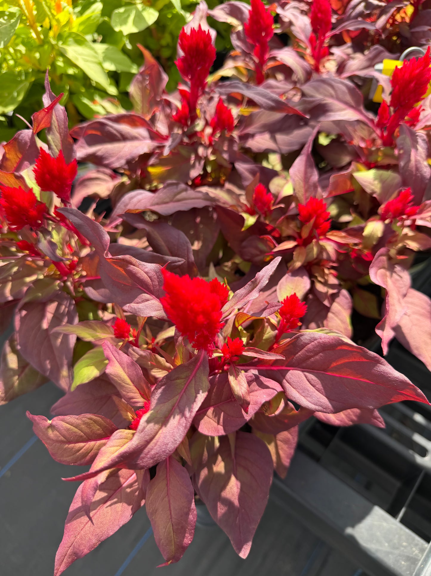 Celosia
