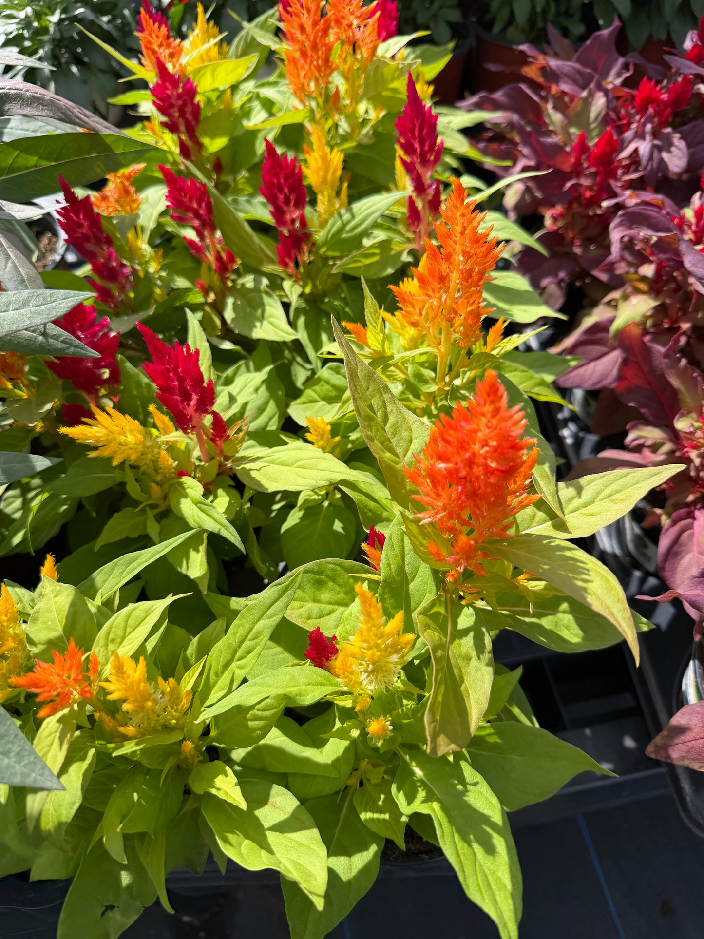 Celosia