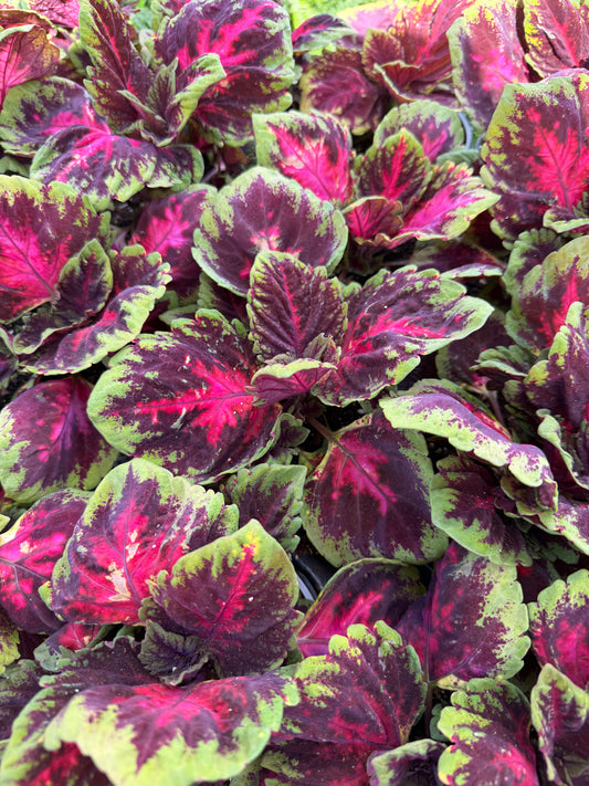 Coleus- Kong