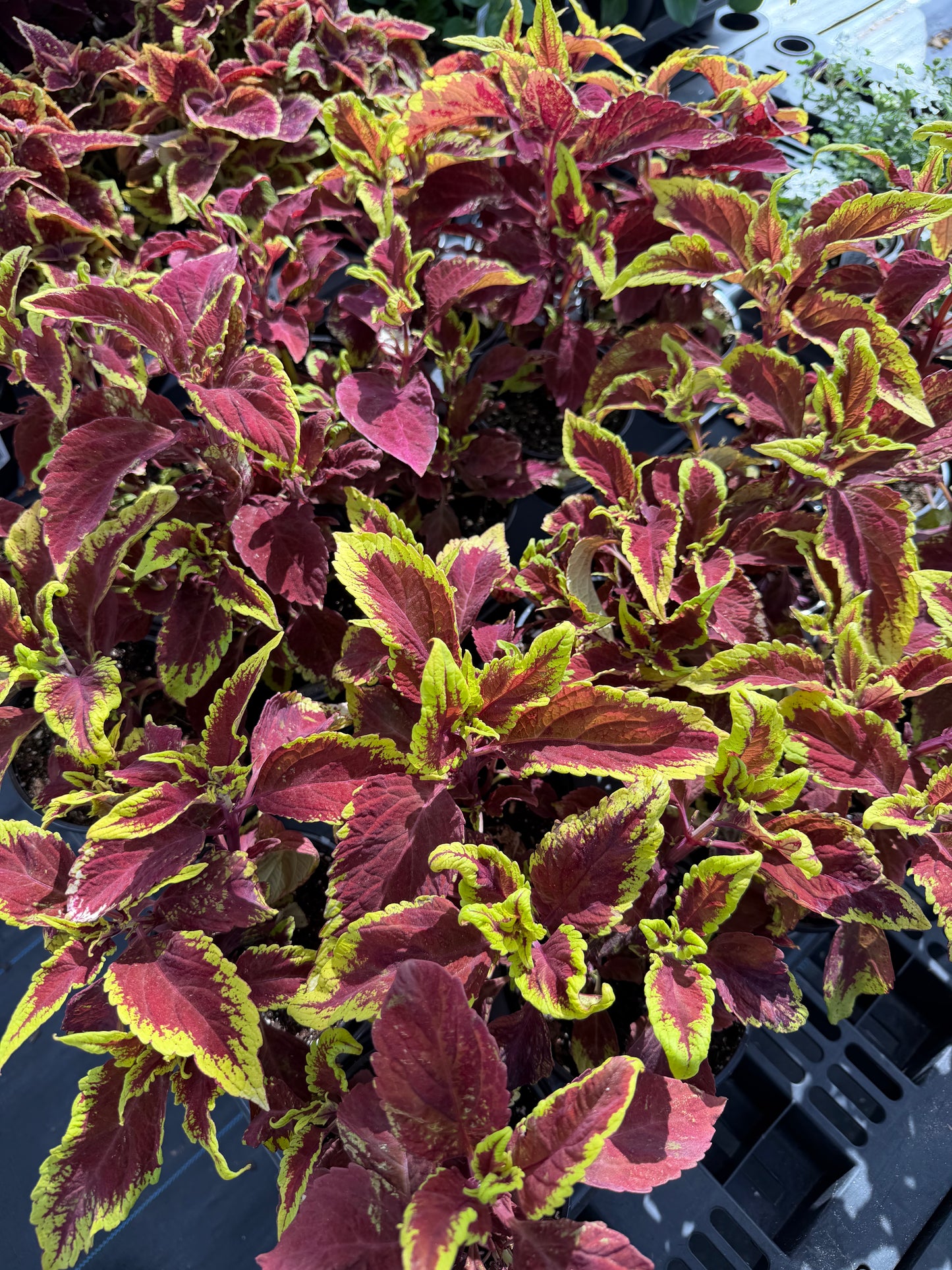 Coleus