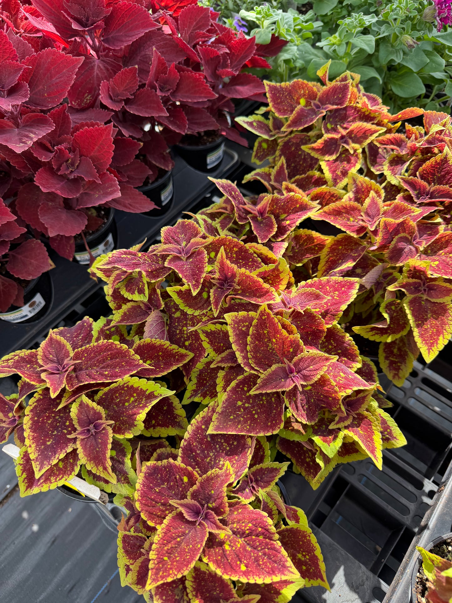 Coleus
