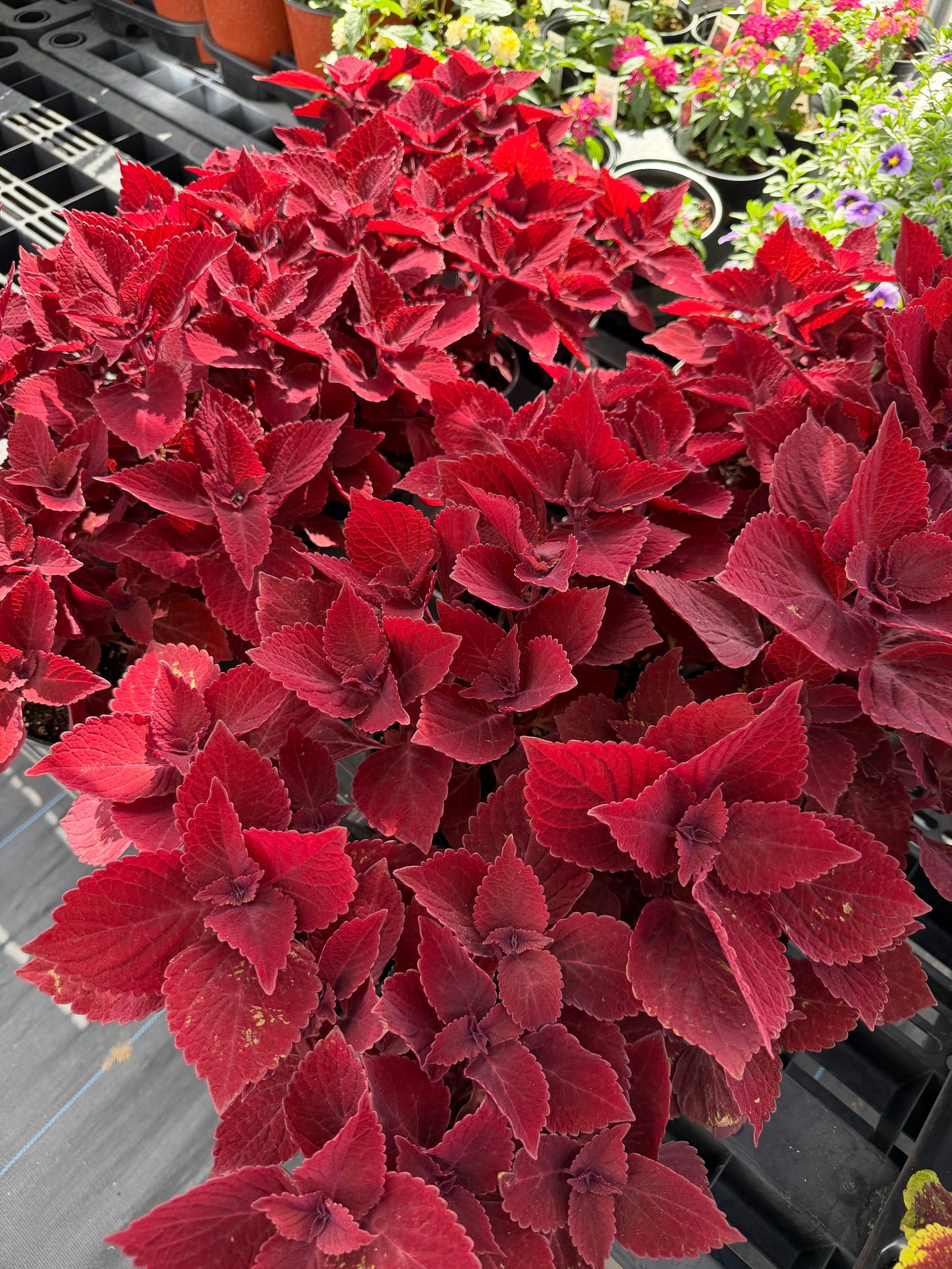 Coleus
