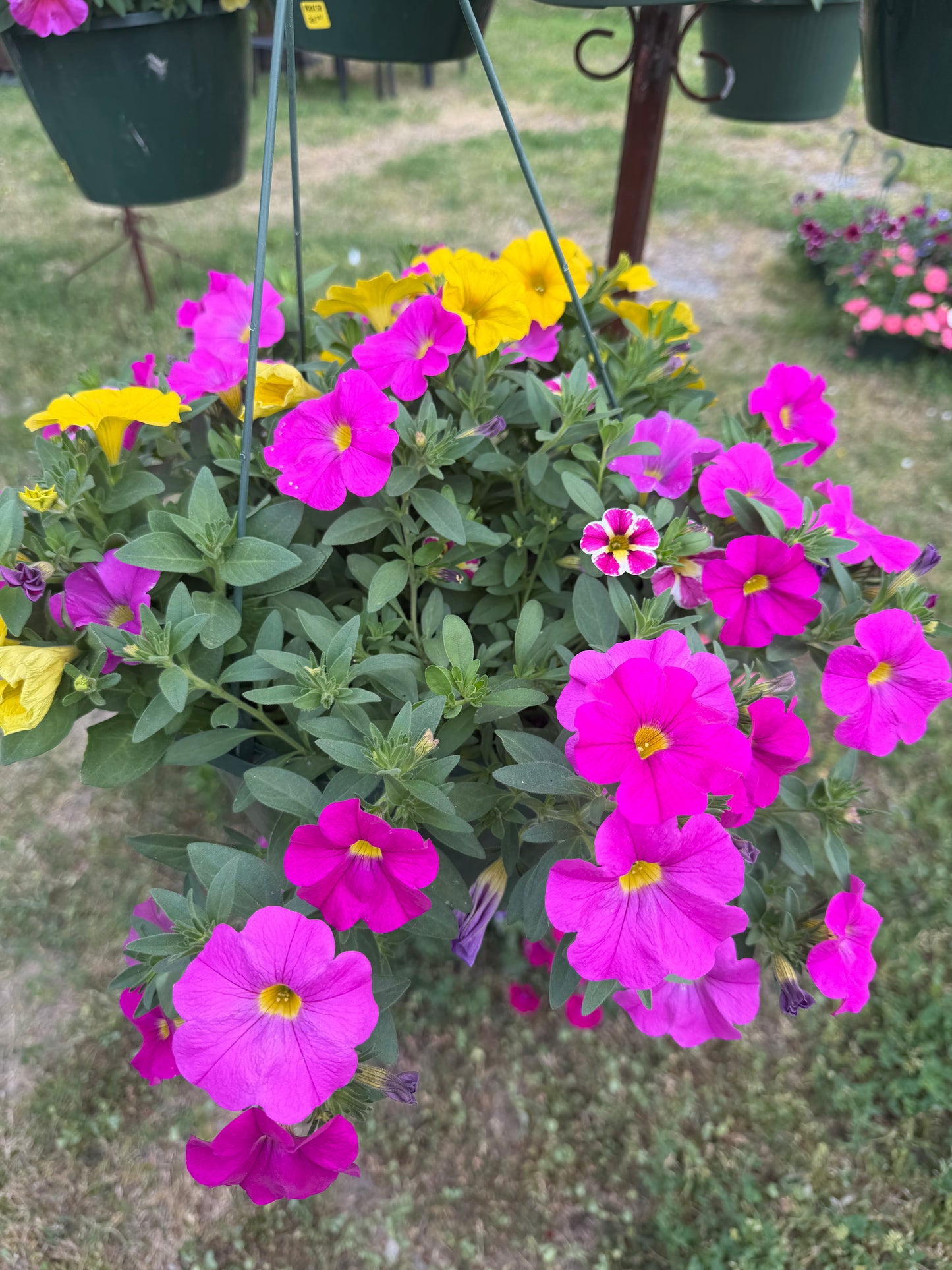 11” Hanging Basket Combo