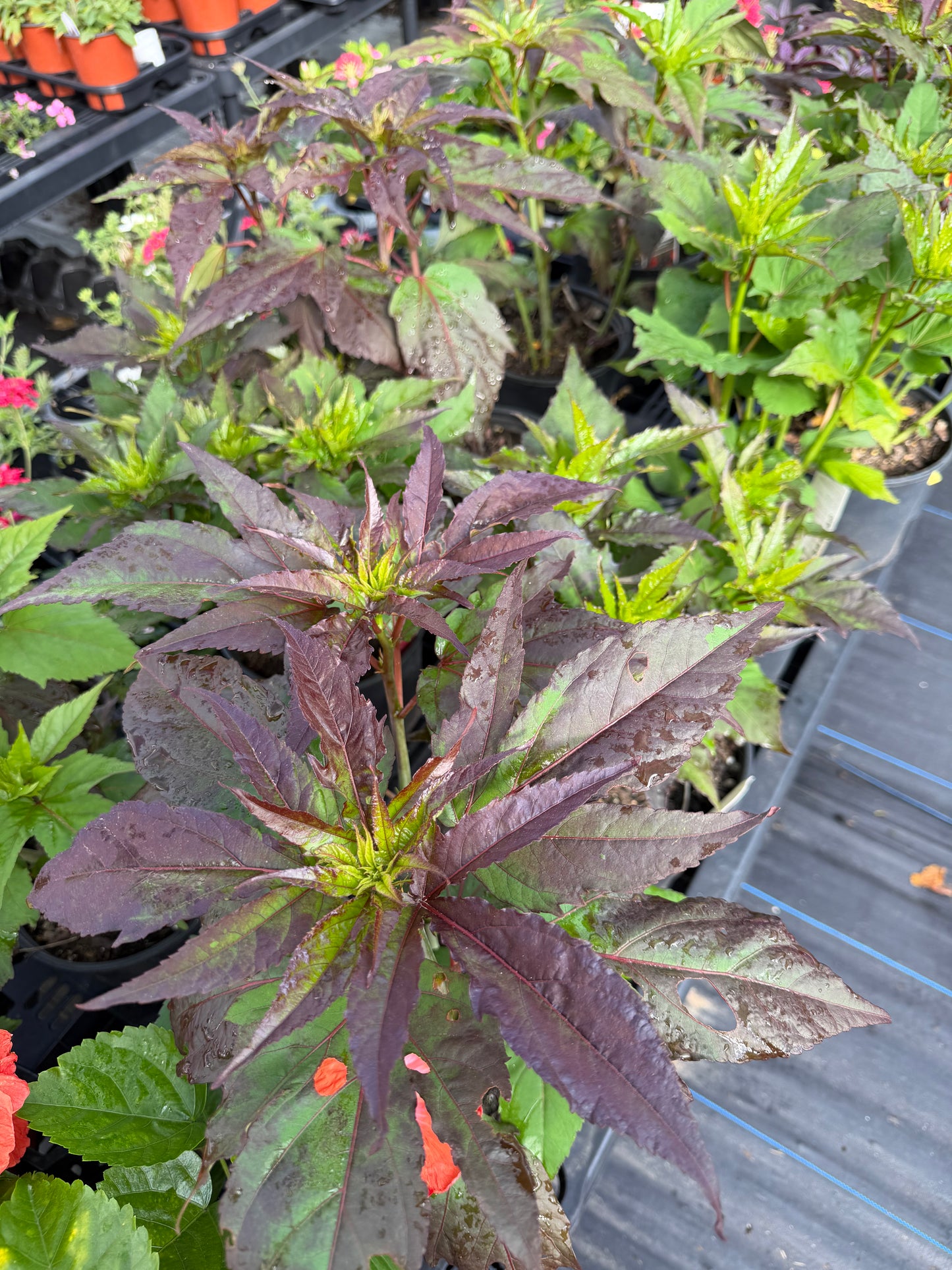 Hibiscus Mallow
