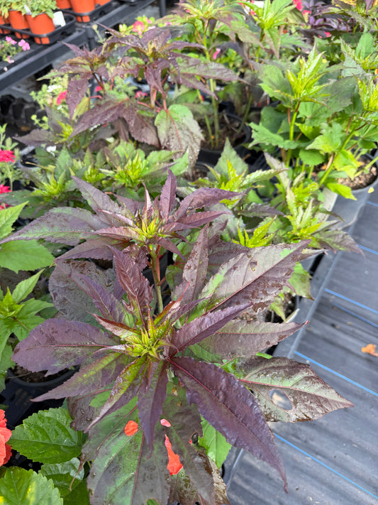 Hibiscus Mallow