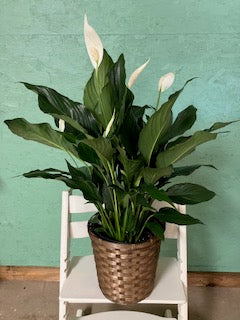 Peace Lily ( Spathiphyllum)