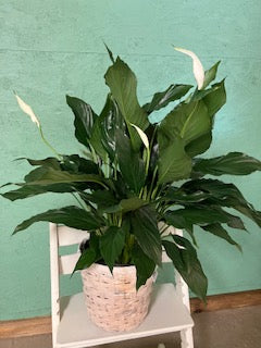 Peace Lily ( Spathiphyllum)