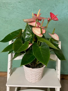 Anthurium