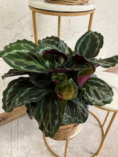 Calathea