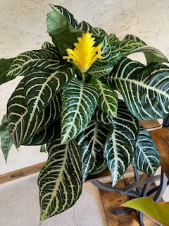 Aphelandra Zebra Plant