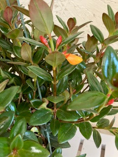 Goldfish Plant (Hanging Plant)