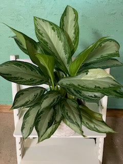 Aglaonema- Silver Bay