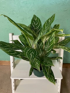 Aglaonema- Colored
