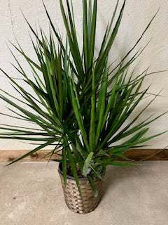 Marginata Cane