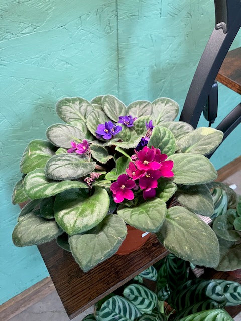 African Violet