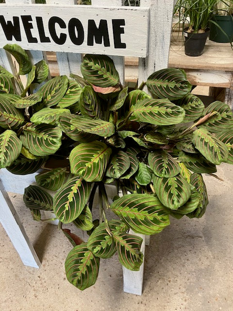 Maranta Prayer Plant