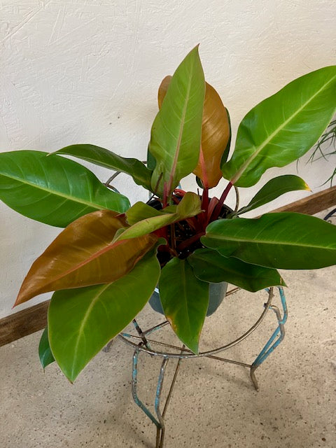 Philodendron - Prince of Orange