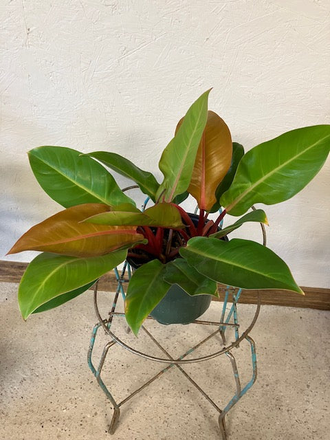 Philodendron - Prince of Orange