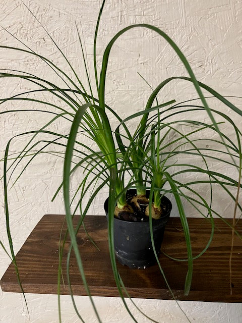 Ponytail Palm