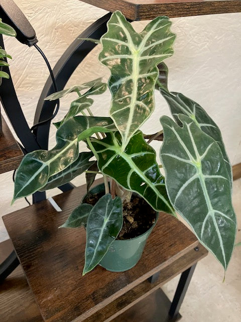 Alocasia