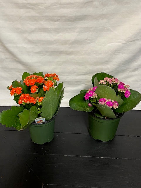 Kalanchoe