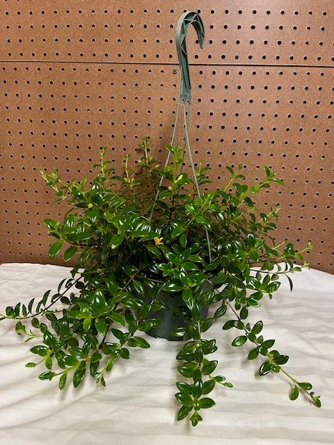 Goldfish Plant (Hanging Plant)