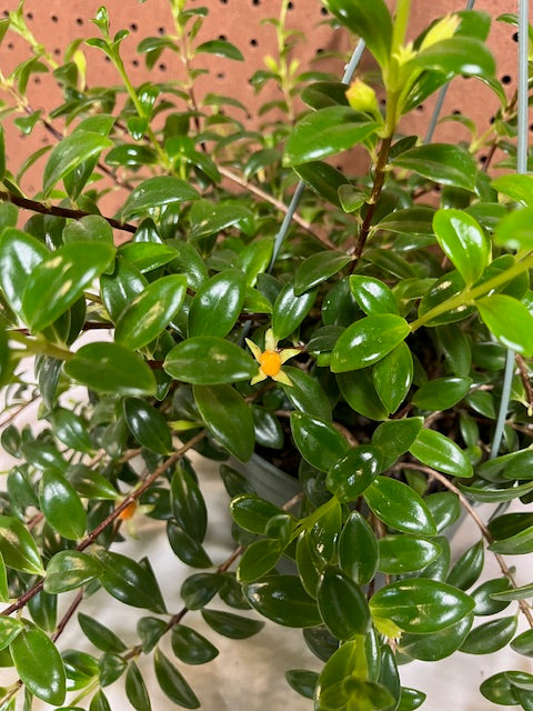 Goldfish Plant (Hanging Plant)