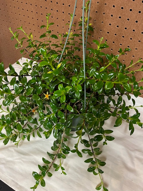 Goldfish Plant (Hanging Plant)